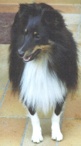 Cool charmer in black vom sternensee - 1 er excellent RCACS