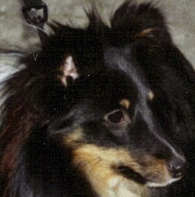 Cool charmer in black vom sternensee - excellent (classe intermédiaire)