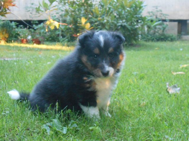 chiot Shetland Sheepdog de l'Abyss du Bout des Terres