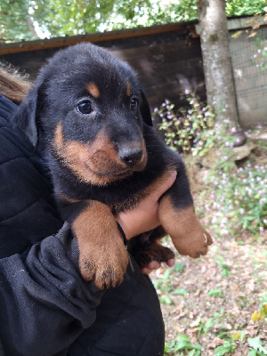 Les chiots de Berger de Beauce