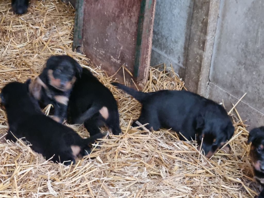 chiot Berger de Beauce de l'Abyss du Bout des Terres