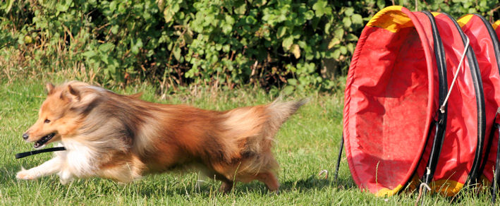 Publication : Fleurdemai Auteur : Dale Fitzwater