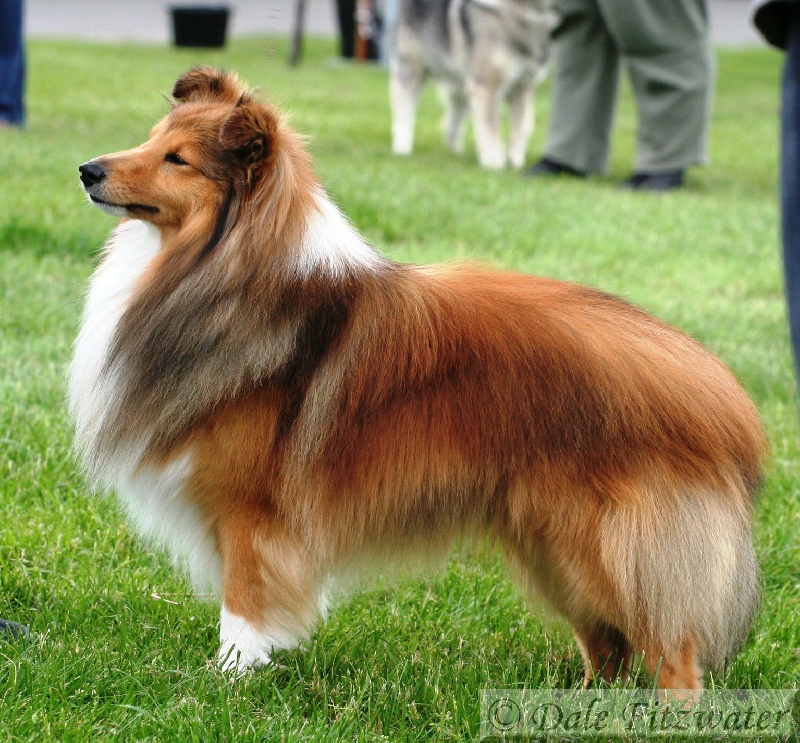 Publication : Fleurdemai Auteur : Dale Fitzwater