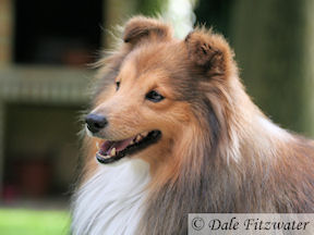 Publication : Fleurdemai Auteur : Dale Fitzwater