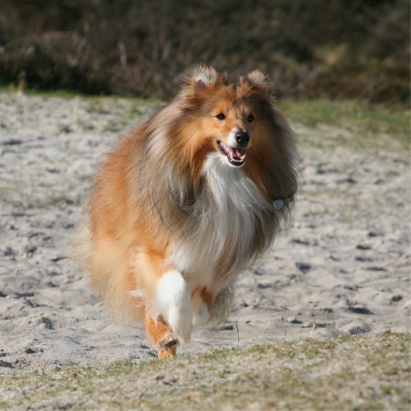 Publication : Fleurdemai Auteur : Dale Fitzwater