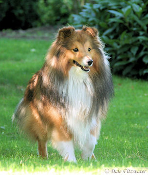 Publication : Fleurdemai Auteur : Dale Fitzwater