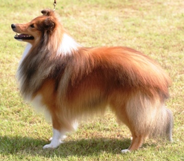 karmidale Hazy dreams avec fleurdemai - 1ere place en classe débutante