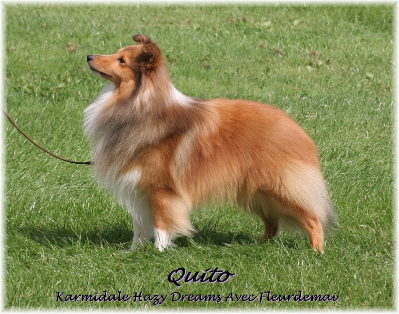 karmidale Hazy dreams avec fleurdemai - 1ere classe en classe Limit