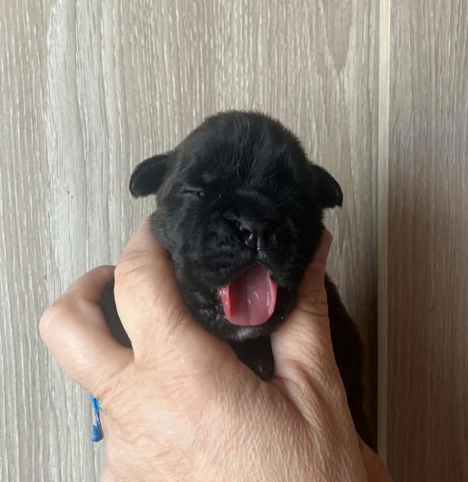 BRAZIL - Boxer