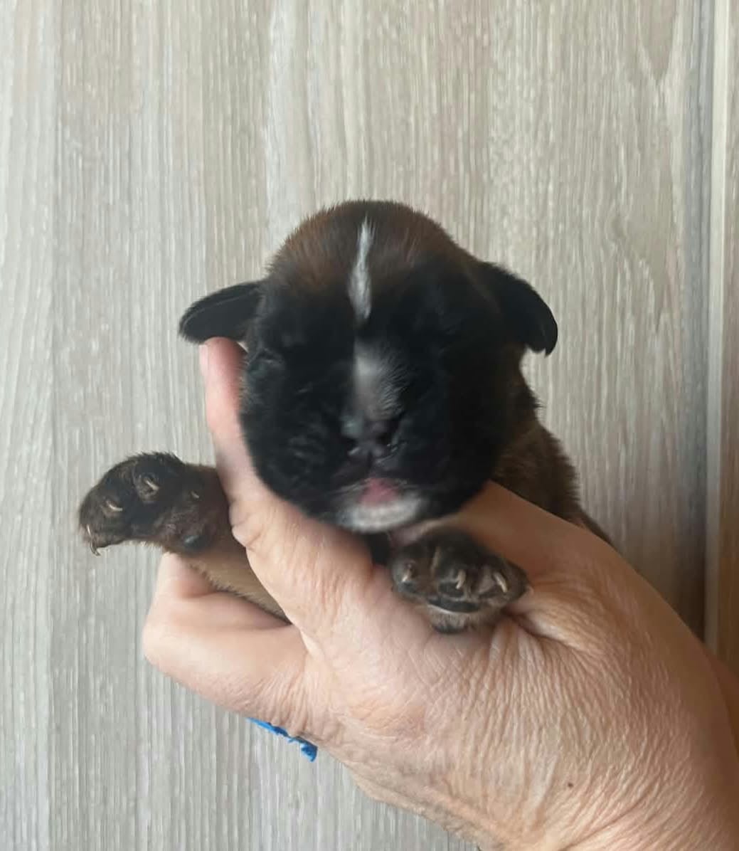BAXTON - Boxer