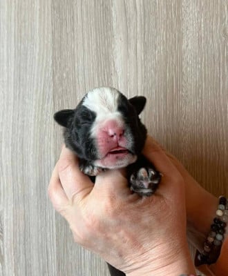 Les chiots de Boxer