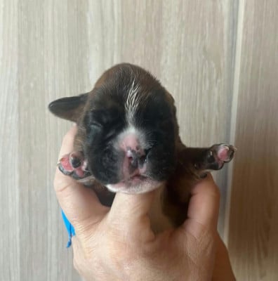 Les chiots de Boxer