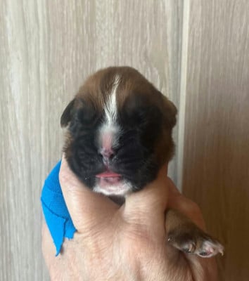 Les chiots de Boxer