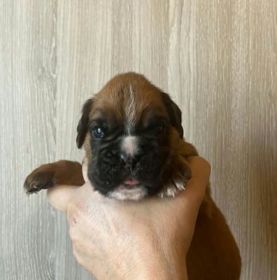 Les chiots de Boxer