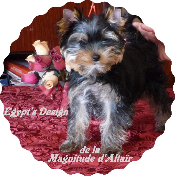 Publication : de la Magnitude d'Altaïr Auteur : VERBIGUIE