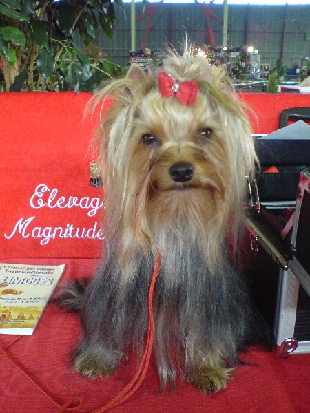 Publication : de la Magnitude d'Altaïr Auteur : Daniel VERBIGUIE