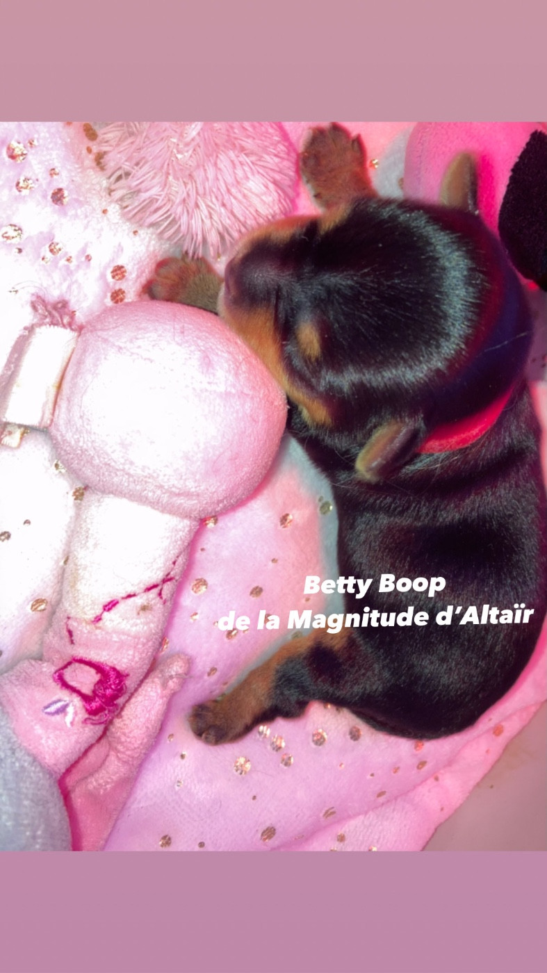 BETTY BOOP - Yorkshire Terrier