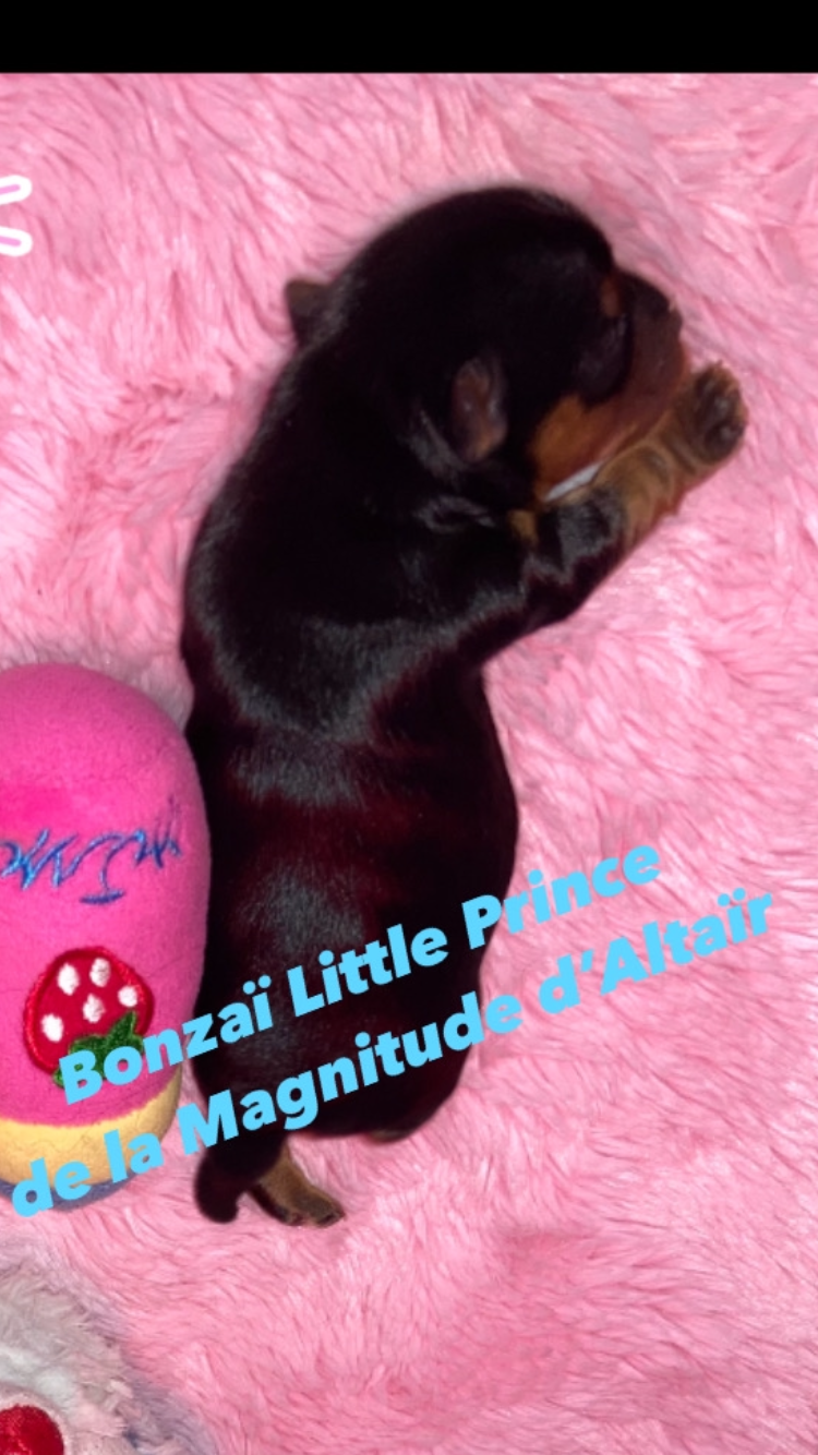 BONZAÏ LITTLE PRINCE - Yorkshire Terrier