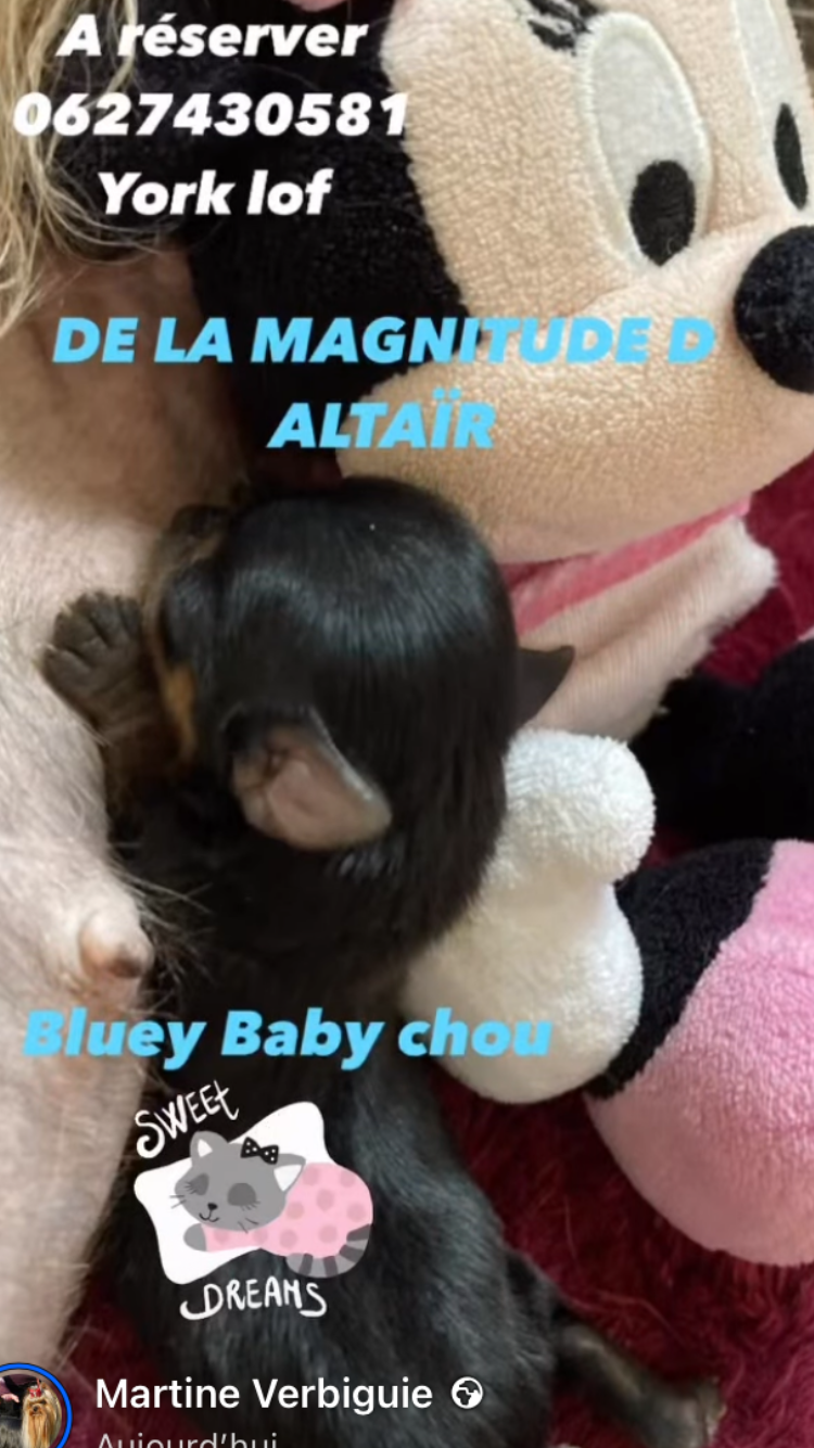 BLUEY BABY CHOU DE LA MAGNITUDE D ALTAÏR - Yorkshire Terrier