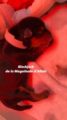 Les chiots de Yorkshire Terrier