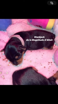 Les chiots de Yorkshire Terrier