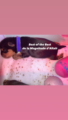 Les chiots de Yorkshire Terrier