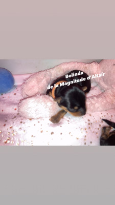 Les chiots de Yorkshire Terrier