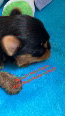 Les chiots de Yorkshire Terrier
