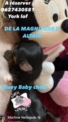 Les chiots de Yorkshire Terrier