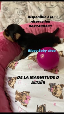 Les chiots de Yorkshire Terrier