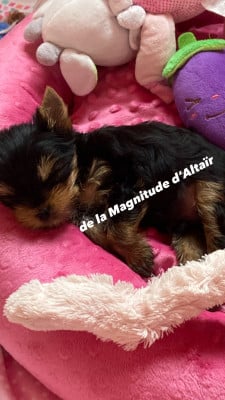 Les chiots de Yorkshire Terrier