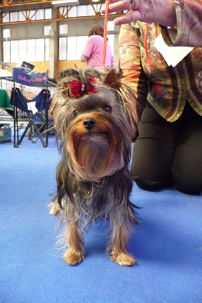 Egypt's design de la Magnitude d'Altaïr - 4EME EXCELLENT CLASSE JEUNE