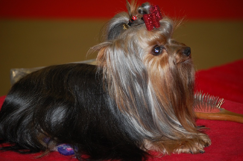 Egypt's design de la Magnitude d'Altaïr - 2EME EXCELLENT CLASSE INTERMEDIAIRE FEMELLE