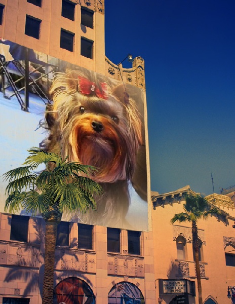 Egypt's design de la Magnitude d'Altaïr - 2EME EXCELLENT CLASSE INTERMEDIAIRE FEMELLE