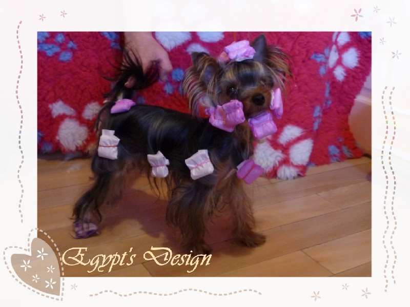 Egypt's design de la Magnitude d'Altaïr - TRES PROMETTEUR CLASSE PUPPY