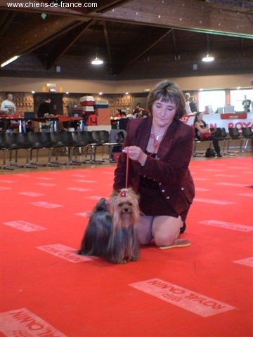 Aster de France D'Iela - excellent (cotation IV recommandée)