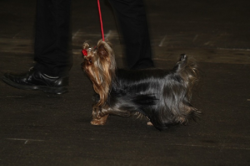 Egypt's design de la Magnitude d'Altaïr - 3ème EXCELLENT