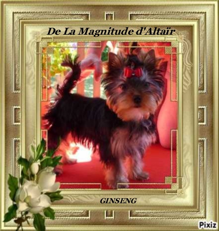 Goji bagdad memory de la Magnitude d'Altaïr - CLASSE PUPPY FEMELLE TRES PROMETEUR