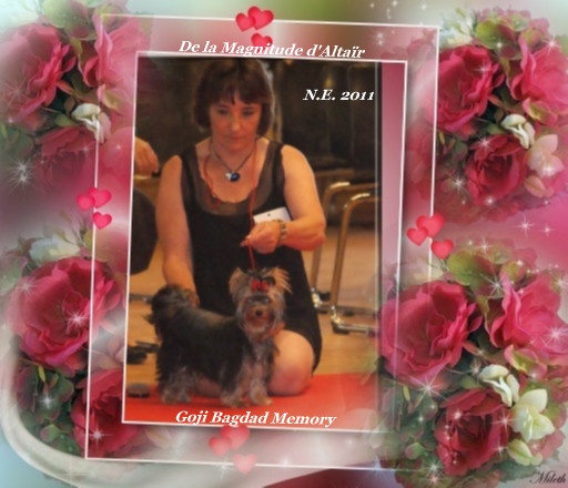 Goji bagdad memory de la Magnitude d'Altaïr - assez prometteur