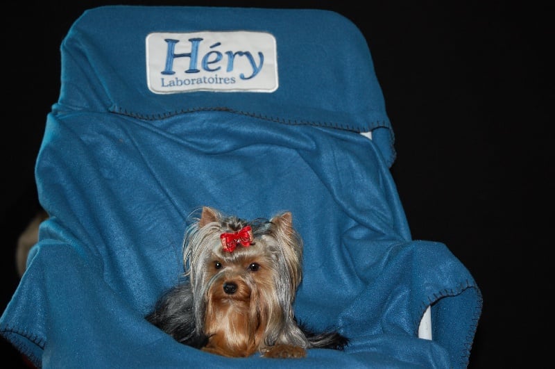 Goji bagdad memory de la Magnitude d'Altaïr - EXCELLENT JEUNE FEMELLE