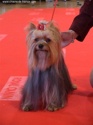 Aster de France D'Iela - EXCELLENT CLASSE OUVERTE