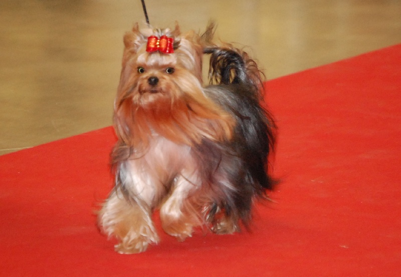 H cup des grappes noire - 1ER EXCELLENT MEILLEUR JEUNE