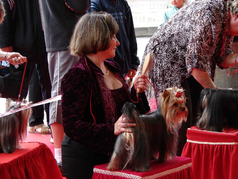 Aster de France D'Iela - 3ème excellent classe ouverte