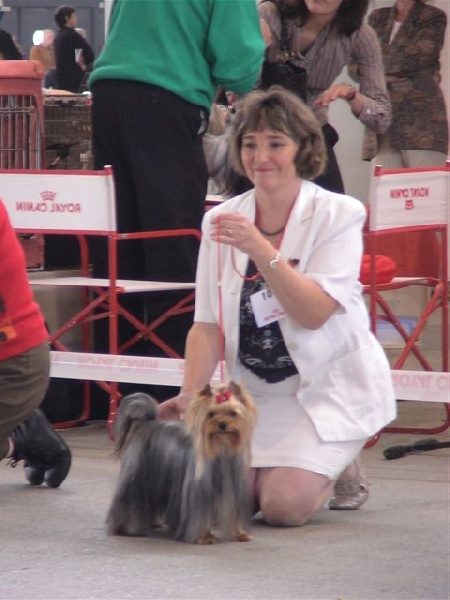 Aster de France D'Iela - 3 ème Excellent