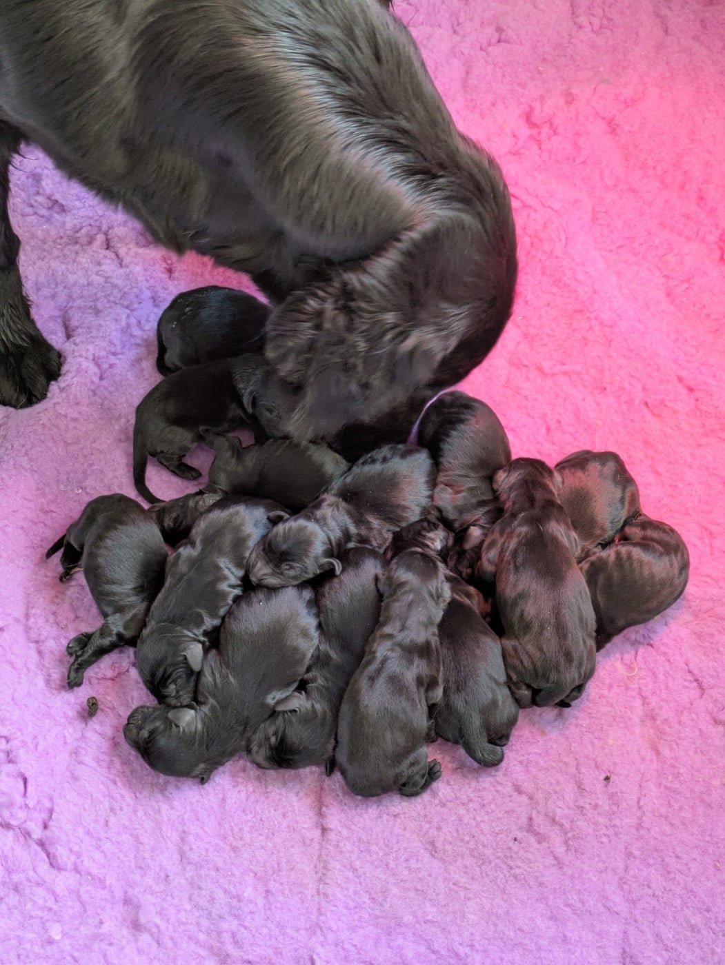 Flat Coated Retriever - de la source d'edesse