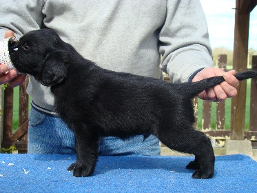 HAPPY FRENCHY VOLTAIRE