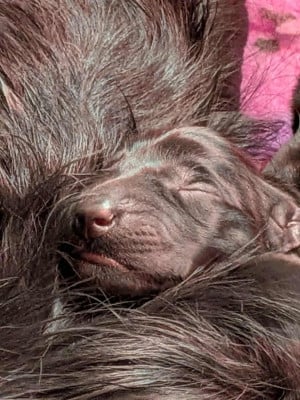Les chiots de Flat Coated Retriever