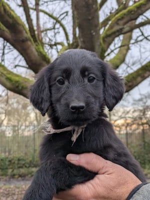 Les chiots de Flat Coated Retriever