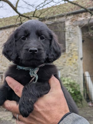 Les chiots de Flat Coated Retriever
