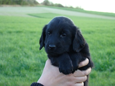 HAPPY FRENCHY VOLTAIRE